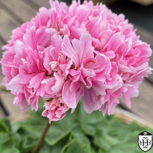 Pelargonium 'Rushmoor Rhapsody' - Pelargoon 'Rushmoor Rhapsody' P9/0,55L